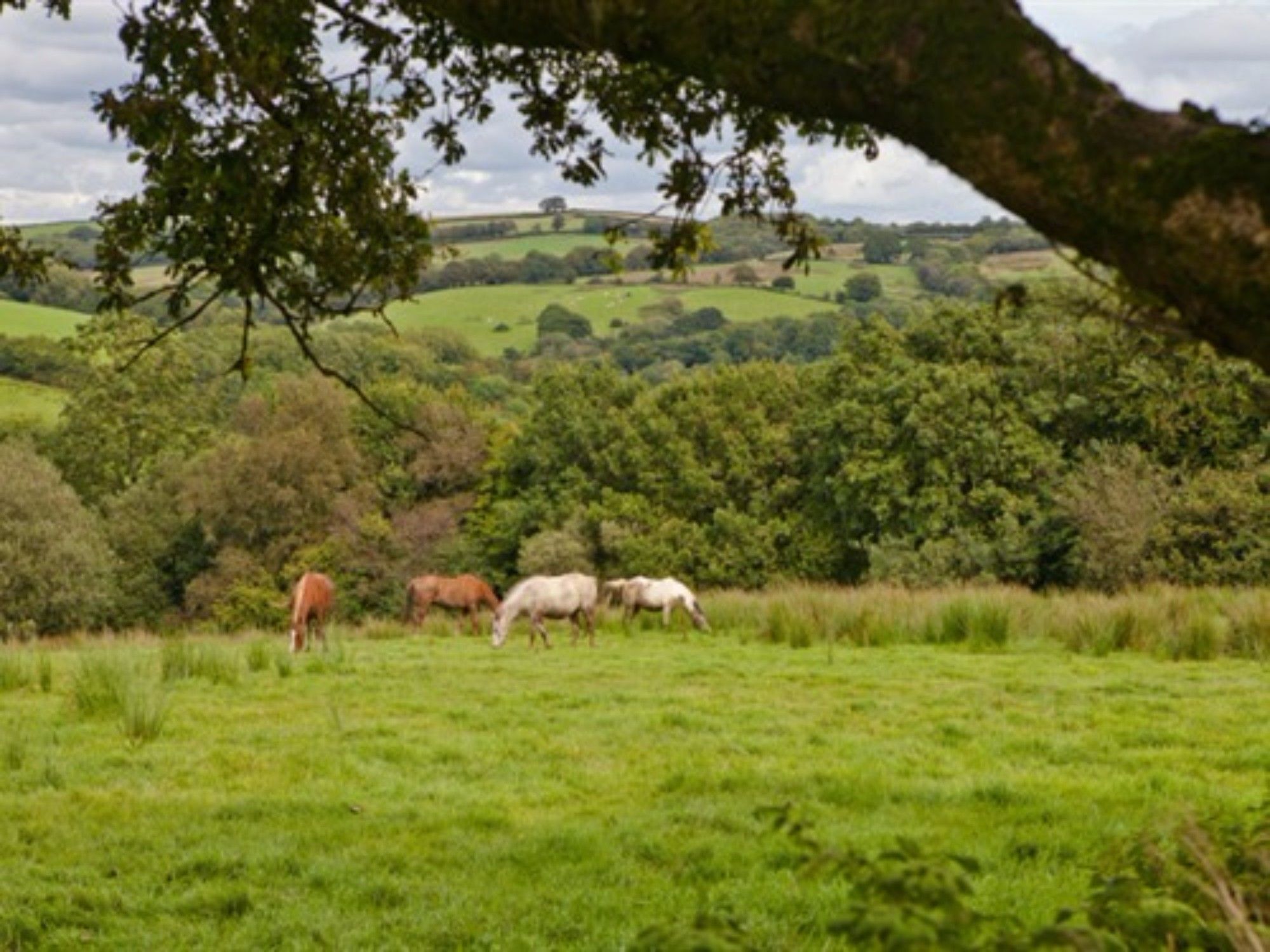 Fernside 5*
