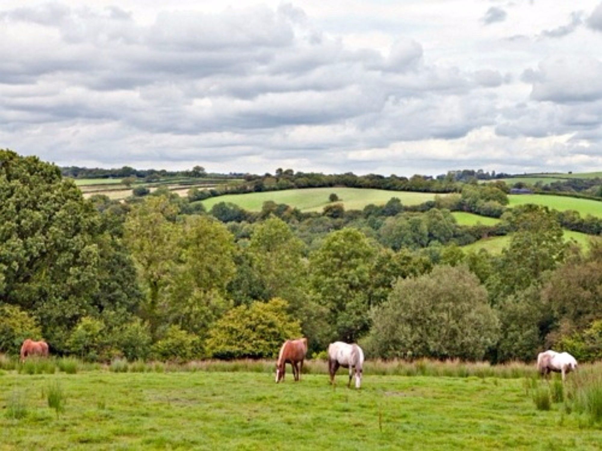 Fernside 5* Templeton (Devon)